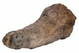 Fossil Triceratops Brow Horn - Montana #206508-11